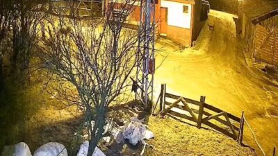 Kastamonu'da aç kalan kurt, Alparslan köyünde bir köpeği yakalamaya çalıştı.
