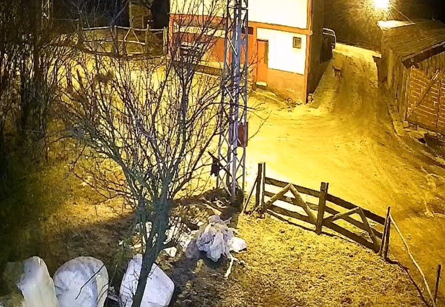 Köye inen aç kurt, köpeği yakalamaya çalıştı: O anlar kamerada Kastamonu'da aç kalan kurt,