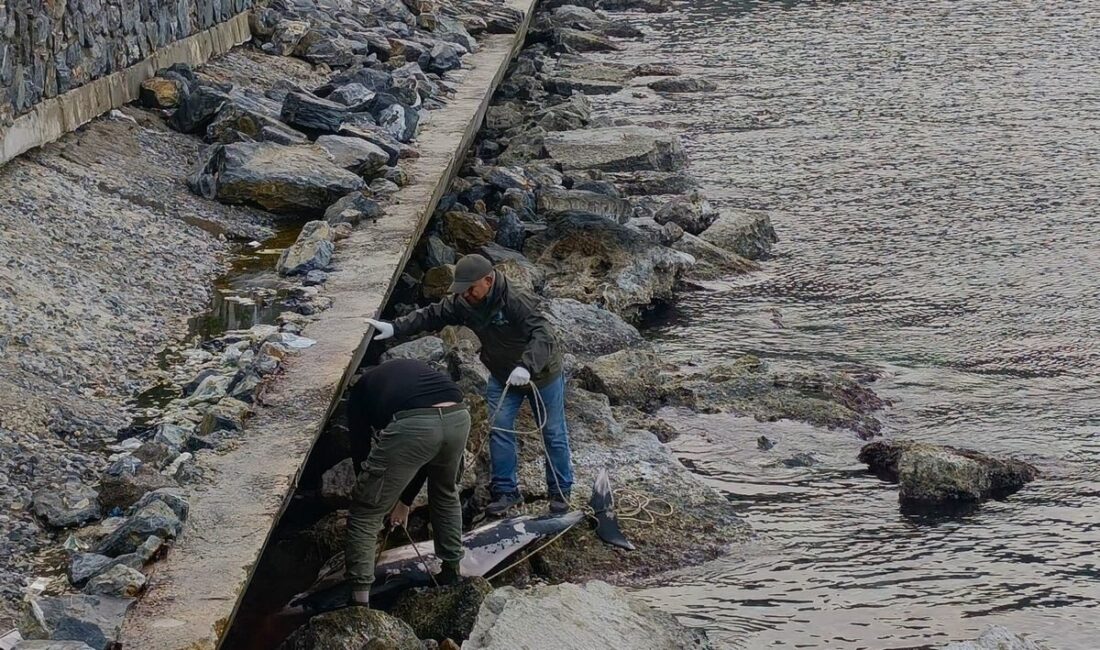 Kuşadası'nda Güvercinada kayalıklarına vuran ölü tırtak cinsi yunus balığının trol