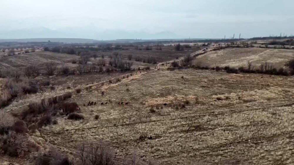Malatya’da yaban domuzları ekili arazilere zarar verdi Malatya'nın Doğanşehir ilçesinde, yaklaşık