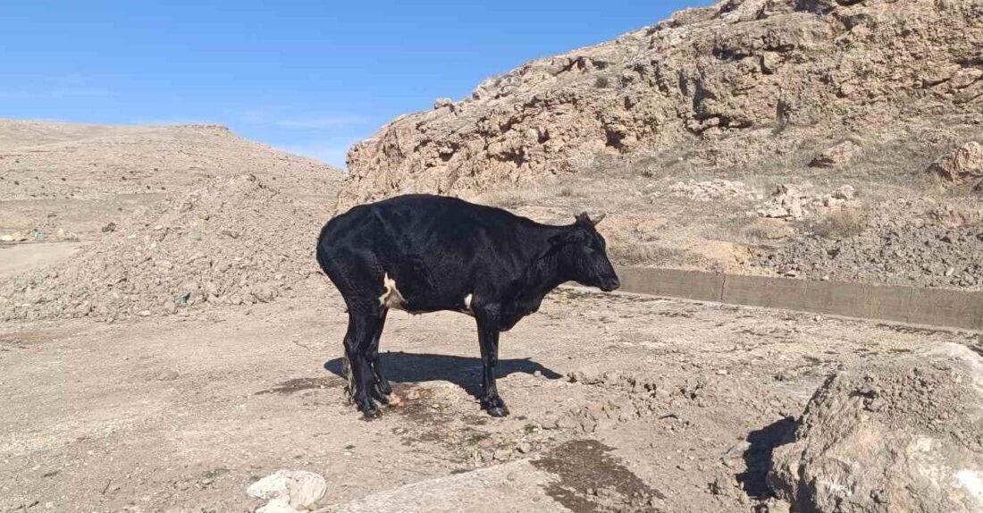 Mardin'in Nusaybin ilçesindeki sulama kanalına düşen inek, sahibinden habersiz kurtarıldı.