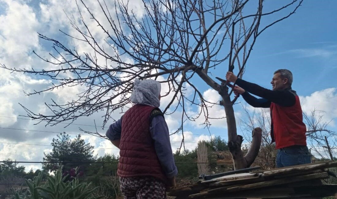 Menteşe İlçe Tarım ve Orman Müdürlüğü ekipleri, meyve ağaçlarındaki hastalık