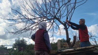 Menteşe İlçe Tarım ve Orman Müdürlüğü ekipleri, meyve ağaçlarındaki hastalık