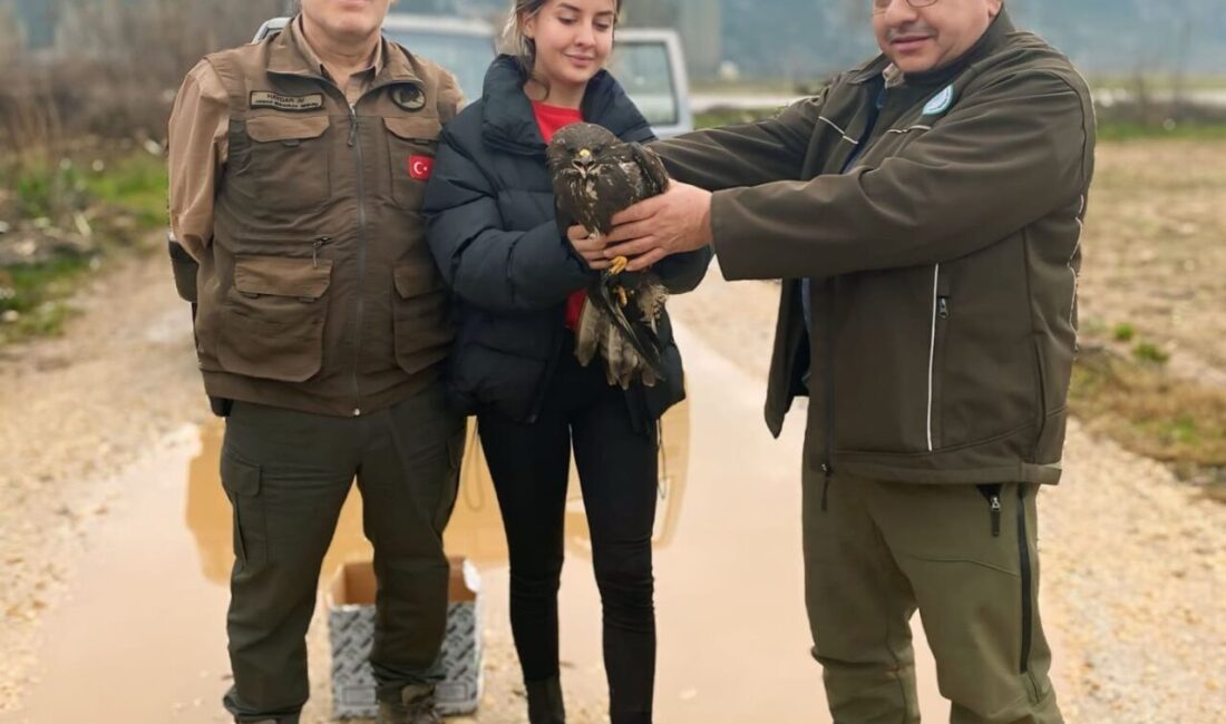 Menteşe’de yaralı Şahin kurtarıldı Muğla Doğa Koruma Milli