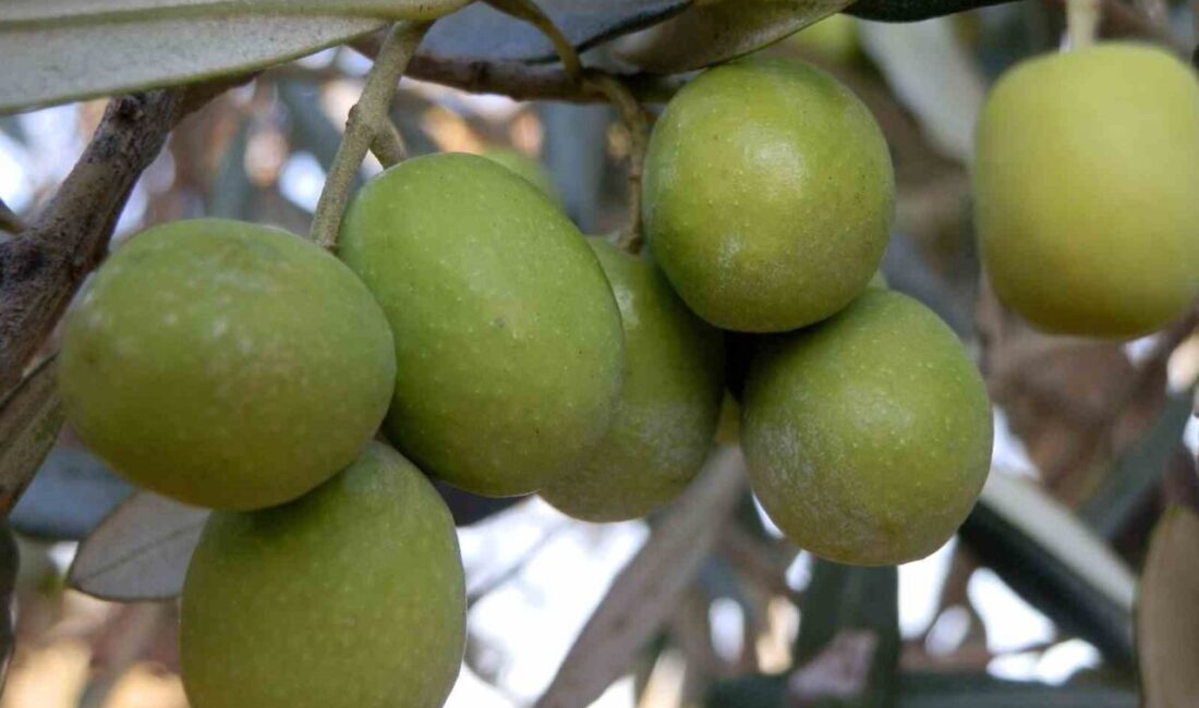 Mersin Mut ilçesinde zeytin ve zeytinyağı rekoltesi düşük. Ziraat Odası