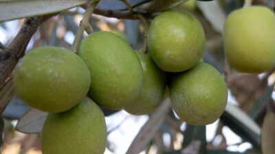 Mersin Mut ilçesinde zeytin ve zeytinyağı rekoltesi düşük. Ziraat Odası