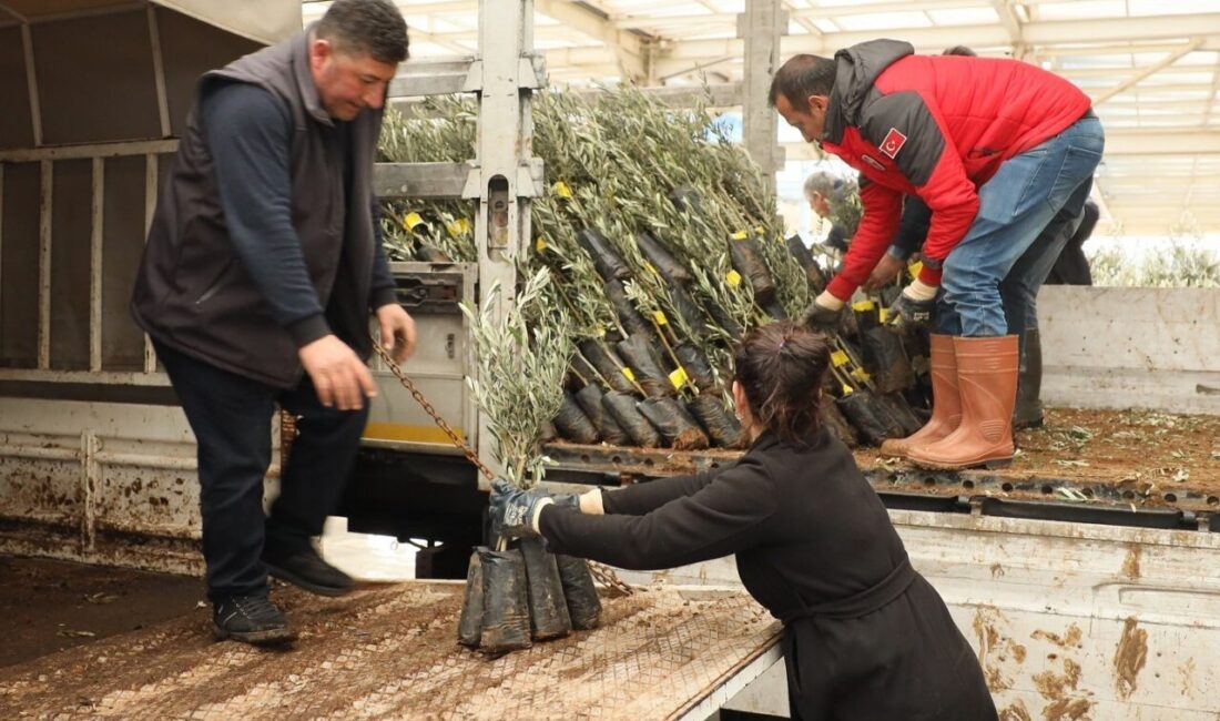 Muğla’da 20 bin zeytin fidanı toprakla buluştu Muğla'da yanan ormanlık alanlarda