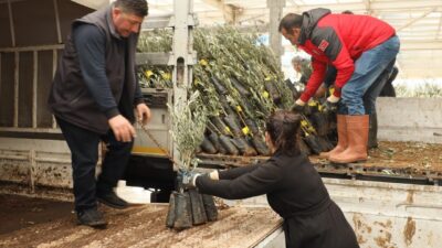 Muğla'da yanan ormanlık alanlarda 20 bin zeytin fidanı dikilerek doğaya