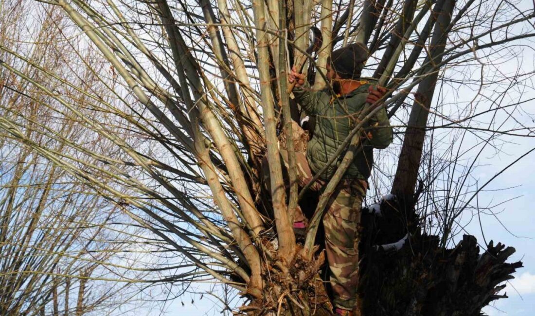 Muş'taki besiciler, kışın yem maliyetlerini düşürmek için söğüt dallarını hayvanlara