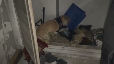Kayseri'de polis ekipleri, narkotik arama köpeği Jack ile gerçekleştirdikleri operasyonda