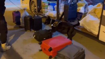 Erzincan Emniyet Müdürlüğü Narkotik Suçlarla Mücadele Şube Müdürlüğü'ndeki dedektör köpek