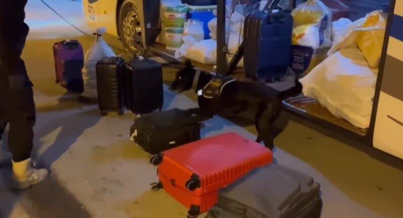 Erzincan Emniyet Müdürlüğü Narkotik Suçlarla Mücadele Şube Müdürlüğü'ndeki dedektör köpek