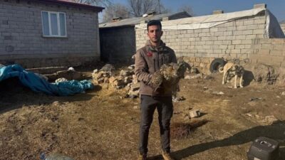 Iğdır’da soğuk hava şartları ve yetersiz beslenme nedeniyle yaralanan puhu