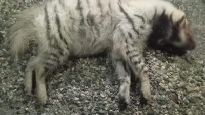 Adıyaman'ın Besni ilçesinde araç çarpması sonucu çizgili sırtlan öldü. Dünya