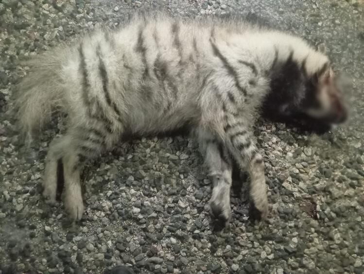 Adıyaman'ın Besni ilçesinde araç
