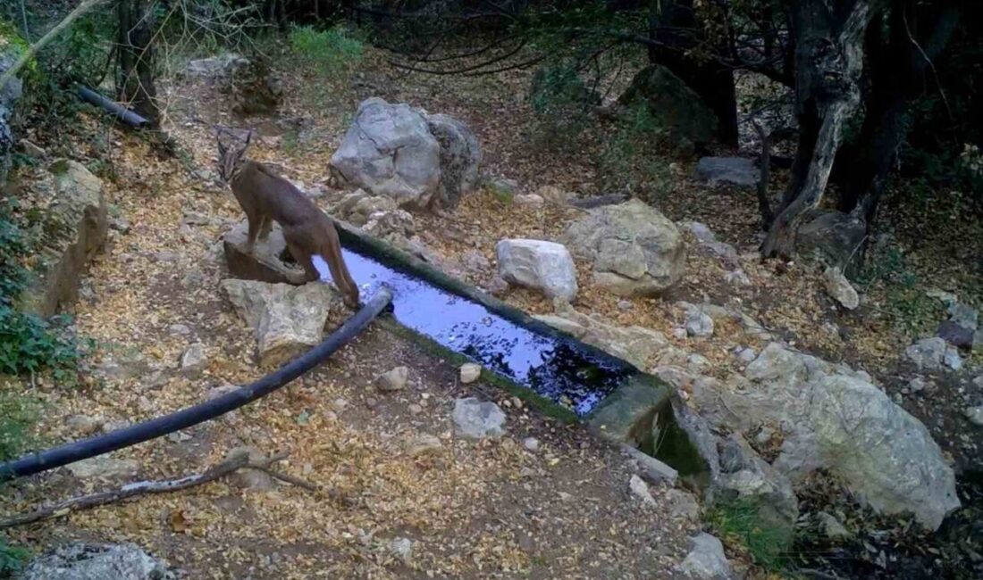 Burdur, Antalya ve Isparta'da fotokaplanlarla tespit edilen karakulak türü, nesli