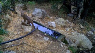 Burdur, Antalya ve Isparta'da fotokaplanlarla tespit edilen karakulak türü, nesli