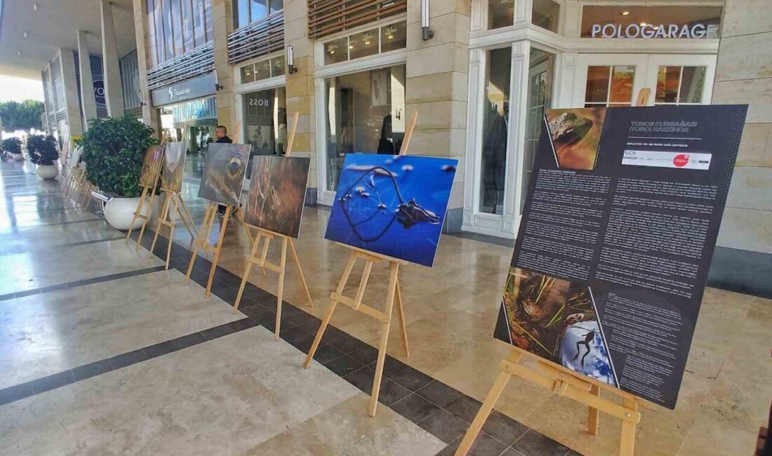 Mersin Marina'da açılan Toros Kurbağası belgesel fotoğraf sergisi, Niğde'de Bolkar