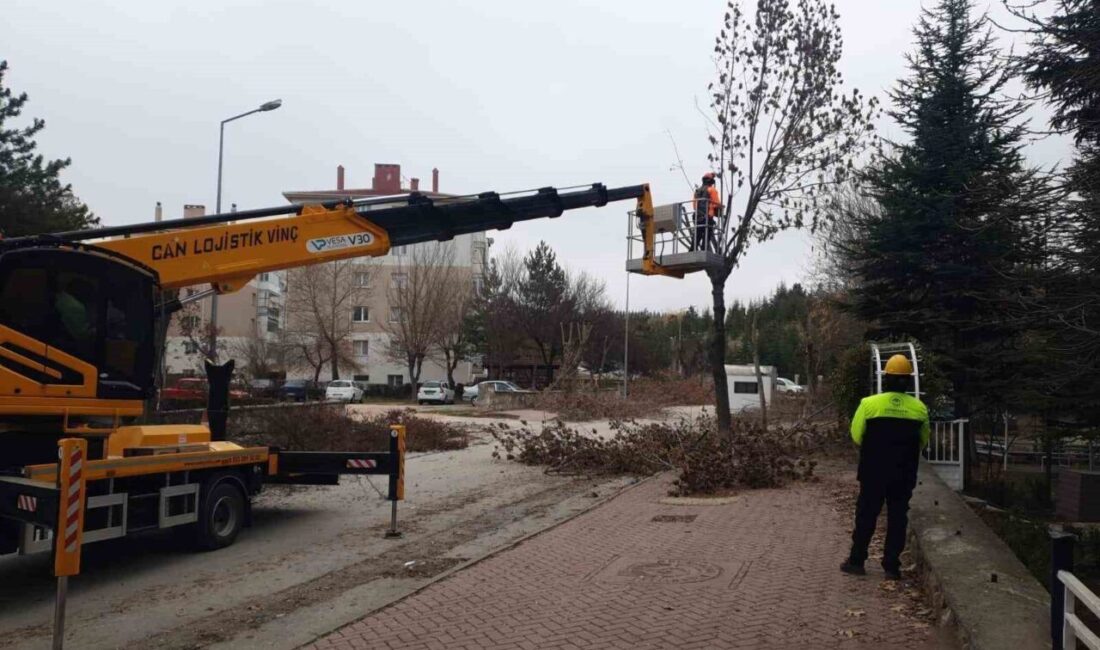 Odunpazarı Belediyesi Park ve Bahçeler Müdürlüğü ekipleri, ilçedeki ağaç ve