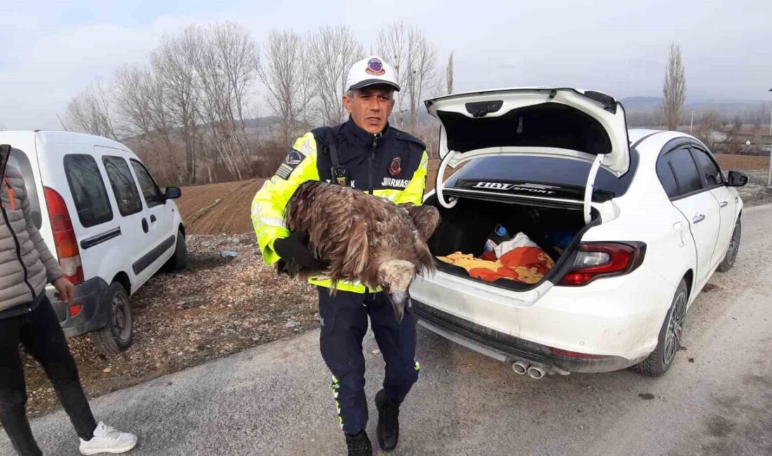 Mudurnu'da devriye nöbetindeki jandarma ekipleri yaralı bir akbava buldu. Kanadı