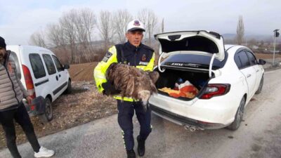 Mudurnu'da devriye nöbetindeki jandarma ekipleri yaralı bir akbava buldu. Kanadı