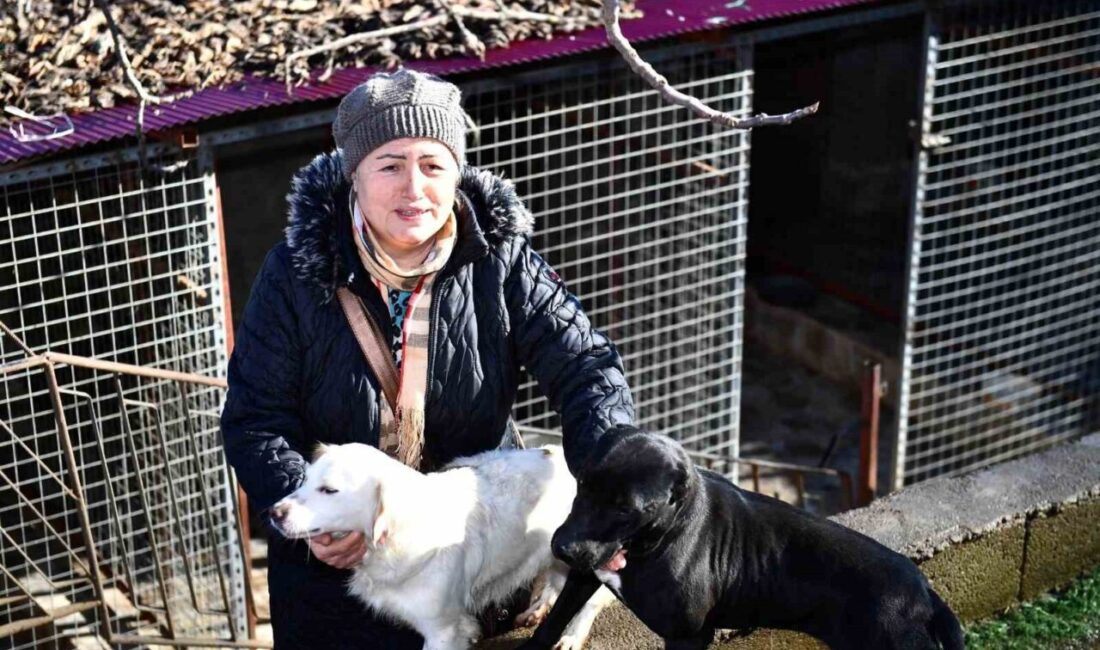 Ortahisar Belediyesi, Gürbulak Mahallesi'ndeki köpek barınağında 35 köpeğe mama desteği
