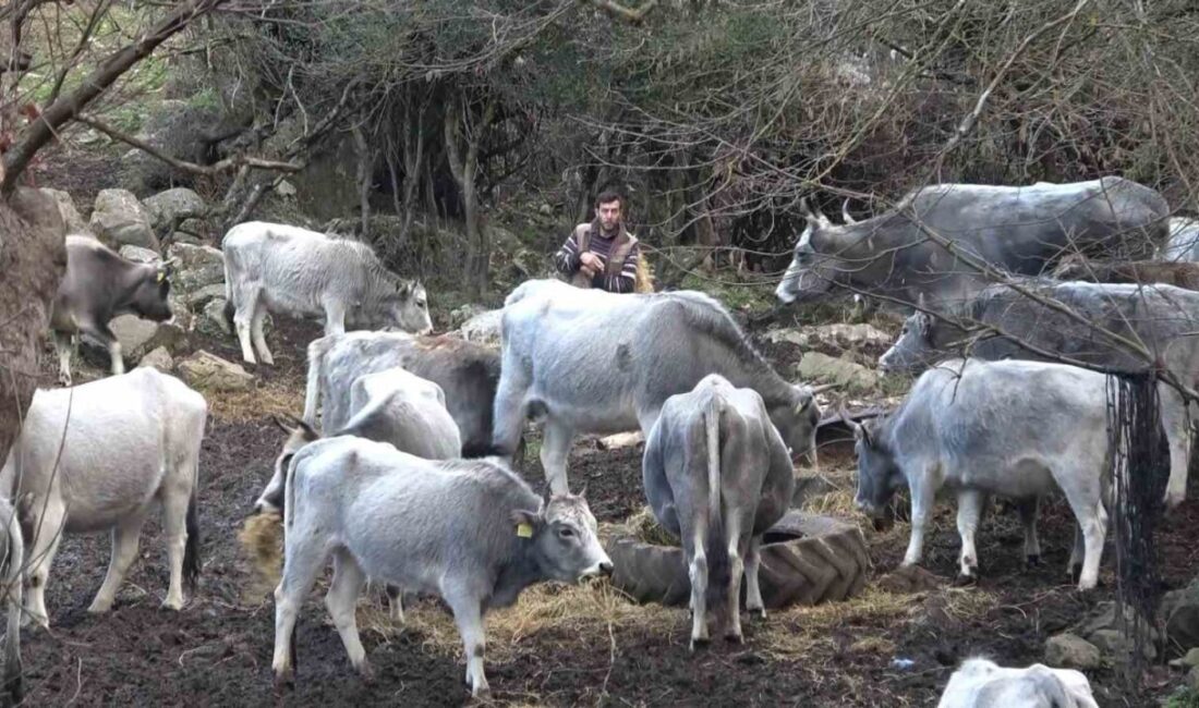 (Özel) Bursa’da 750 yıllık safkan yerli hayvanları kurşuna dizdiler Bursa'da yabani olarak yetişen