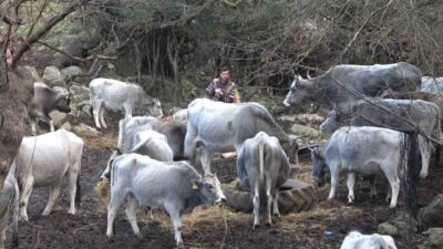 Bursa'da yabani olarak yetişen ırkıyla ünlü danaların, karşı köy merasına