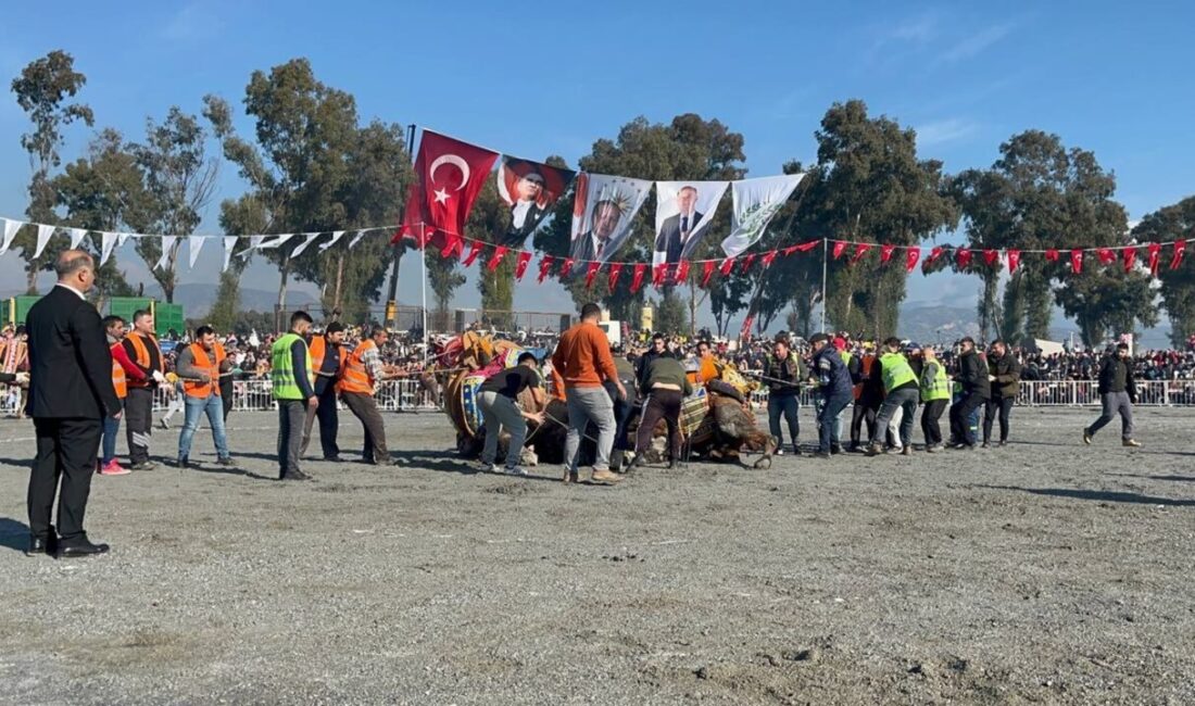 İncirliova Belediye Başkanı Aytekin Kaya'nın öncülüğünde düzenlenen 38. Geleneksel Deve