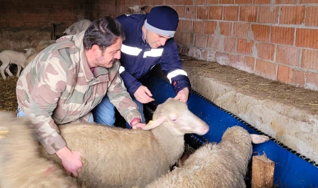 Pınarhisar’da küçükbaş hayvanlara sağlık kontrolleri ve kulak küpesi takma işlemi