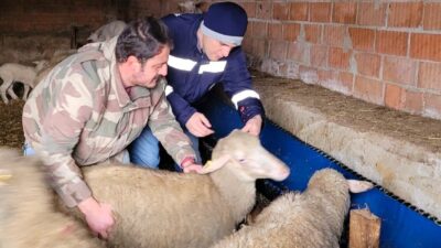 Pınarhisar’da küçükbaş hayvanlara sağlık kontrolleri ve kulak küpesi takma işlemi