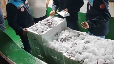 Muğla'nın Gündoğan Balıkçı Barınağı'nda avlanan hamsiler, Reis 48 gemisi ile