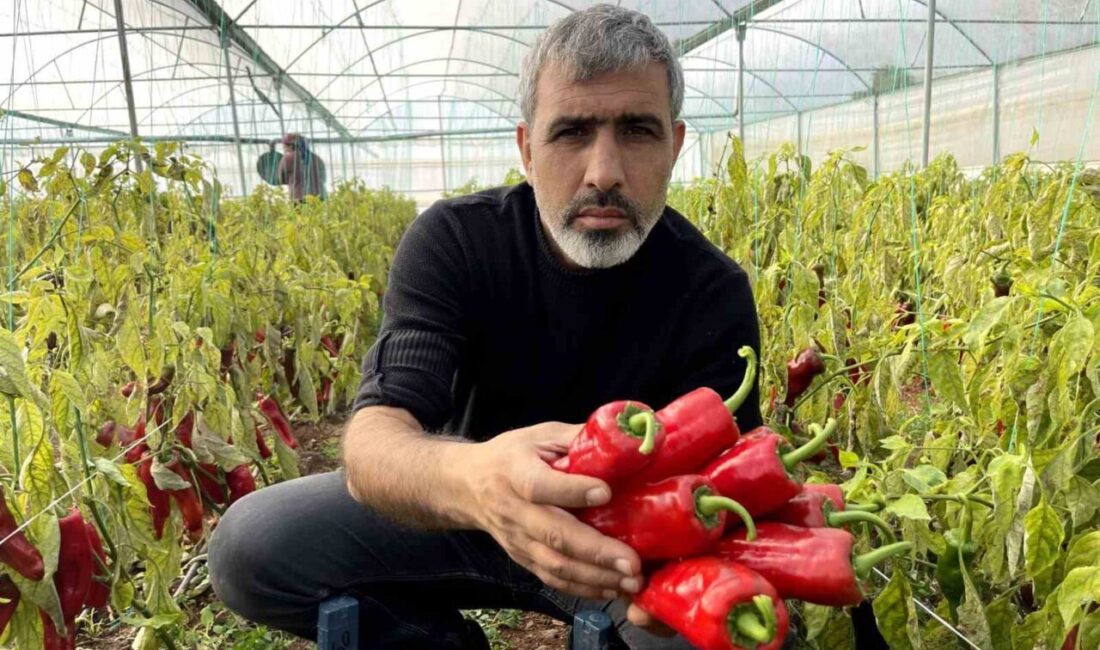Şanlıurfa'da GAP projesi sayesinde