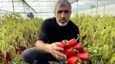 Şanlıurfa'da GAP projesi sayesinde seracılık hızla gelişti. Seralarda patlıcan, biber,