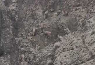 Elazığ'da koruma altındaki dağ keçileri, Sarp kayalıklarda sürü halinde dolaşırken