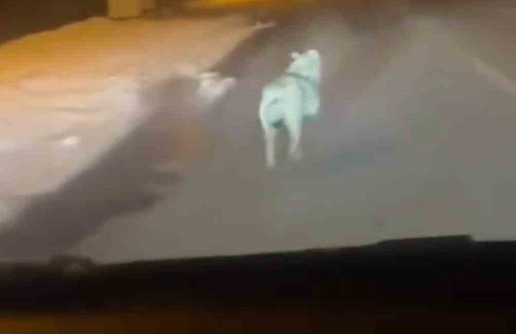 Şehre inen kurdu araçla kovaladı Hakkari'ye bağlı Vezirli Mahallesi'nde
