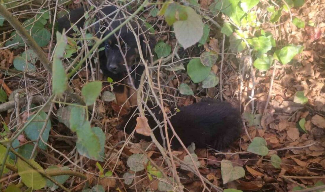 Sinop'un Mertoğlu köyünde terk edilen 3 köpeğin hayatta kalma mücadelesi