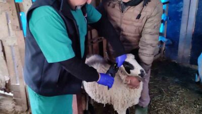 Aydın’ın Söke ilçesinde sahaya inen ekipler, hayvan hastalıkları ve zararlıları