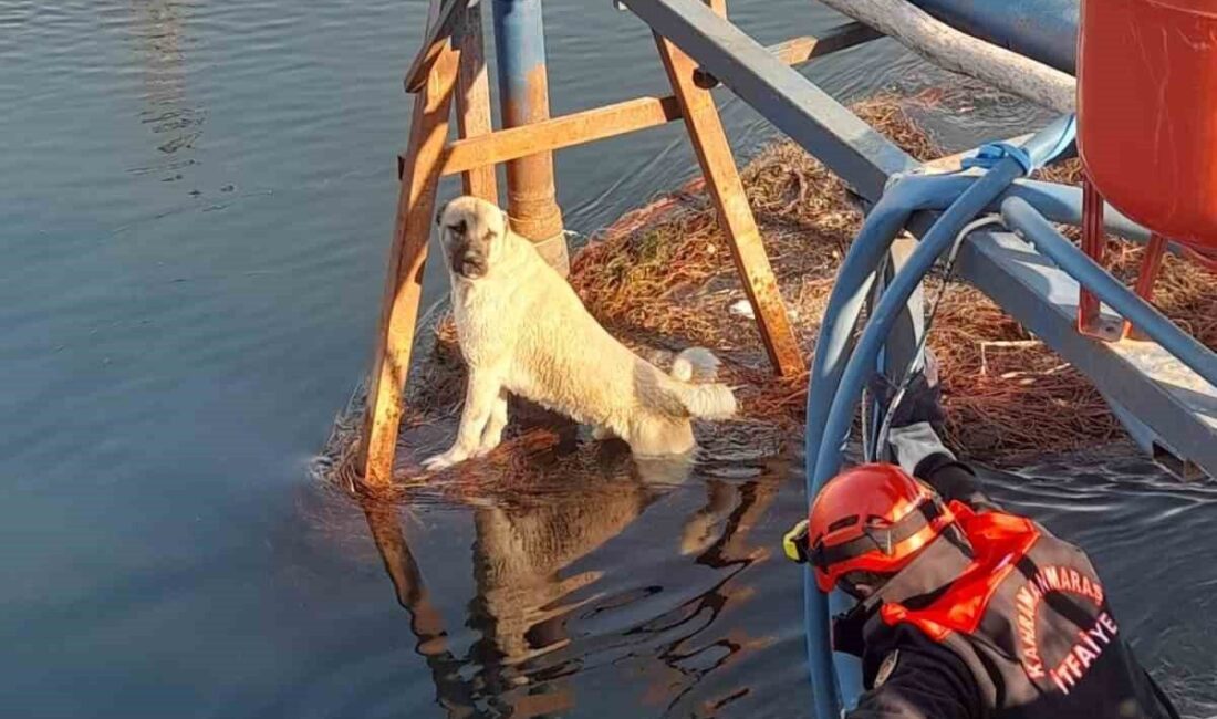 Sulama kanalındaki köpek kurtarıldı Kahramanmaraş'ta sulama kanalına düşen