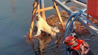 Kahramanmaraş'ta sulama kanalına düşen köpek, itfaiye ekipleri tarafından kurtarıldı ve