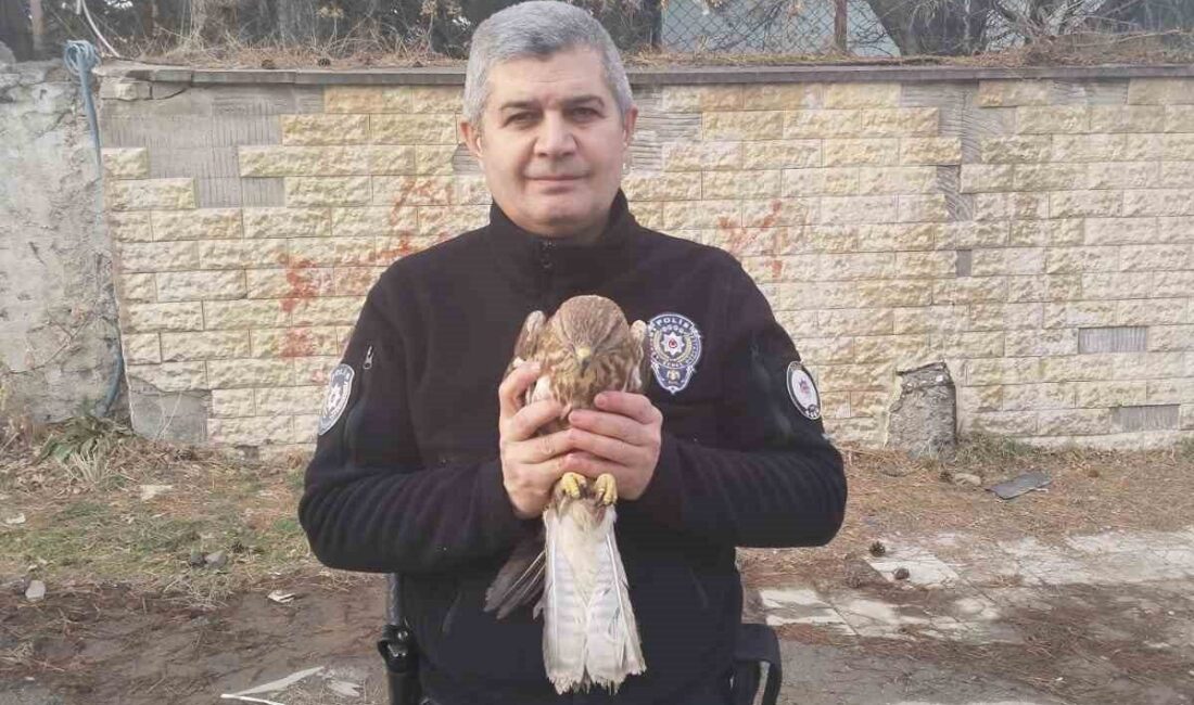 Tatvan’da yaralı şahin yavrusu bulundu Bitlis'in Tatvan ilçesinde polis