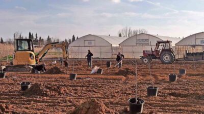 Tekirdağ’ın Süleymanpaşa ilçesinde belediye seralarında çekirdekten yetiştirilen 500 yerli meyve