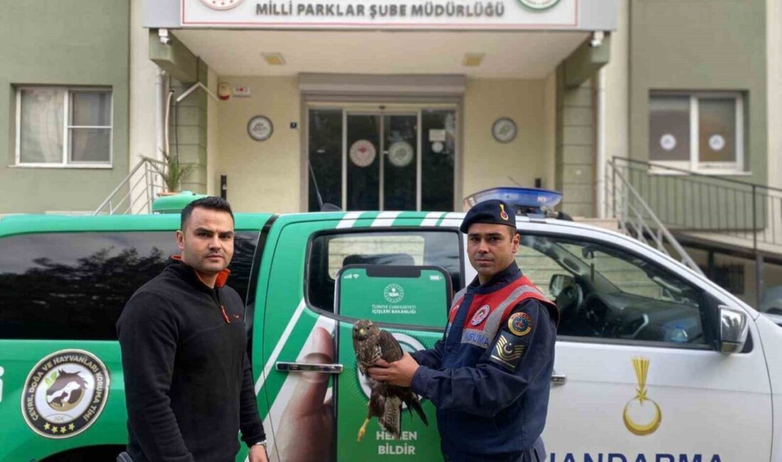 Germencik'te yaralı bulunan Kızıl Şahin, jandarma ekiplerince tedavi edildikten sonra