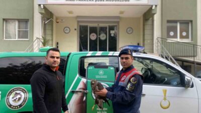 Germencik'te yaralı bulunan Kızıl Şahin, jandarma ekiplerince tedavi edildikten sonra