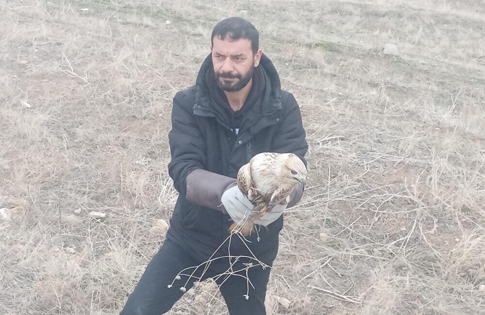 Elazığ'da Tadım köyünde yaralı bir kartal bulundu. Elazığ Belediyesi Veteriner