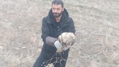 Elazığ'da Tadım köyünde yaralı bir kartal bulundu. Elazığ Belediyesi Veteriner