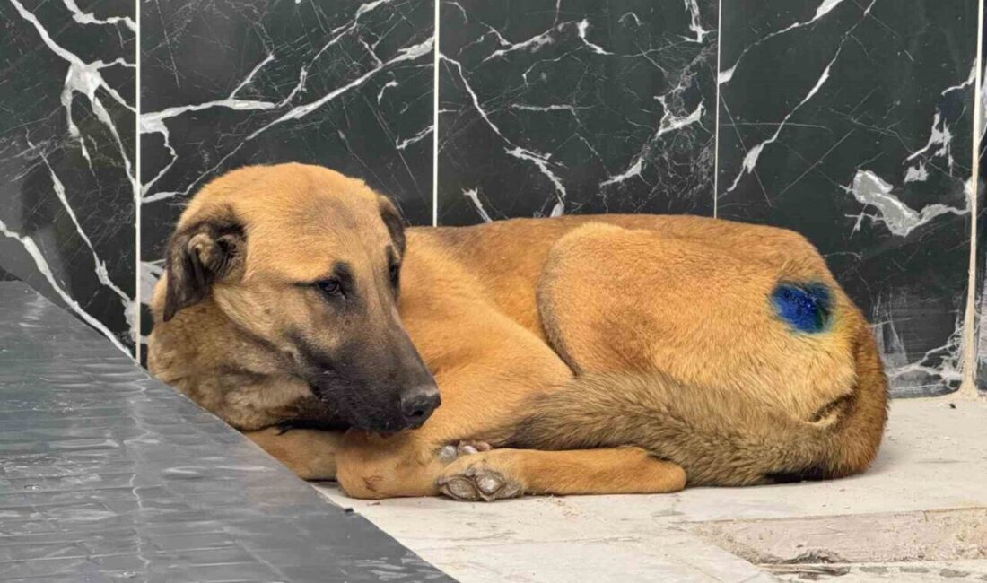 Kayseri Büyükşehir Belediyesi tarafından