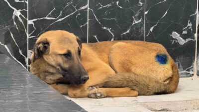 Kayseri Büyükşehir Belediyesi tarafından yaralı bir köpeğe yapılan tedavi sonucunda