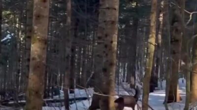 Düzce'de yaralı şekilde bulunan ve doğa koruma ekiplerince tedavi edilen