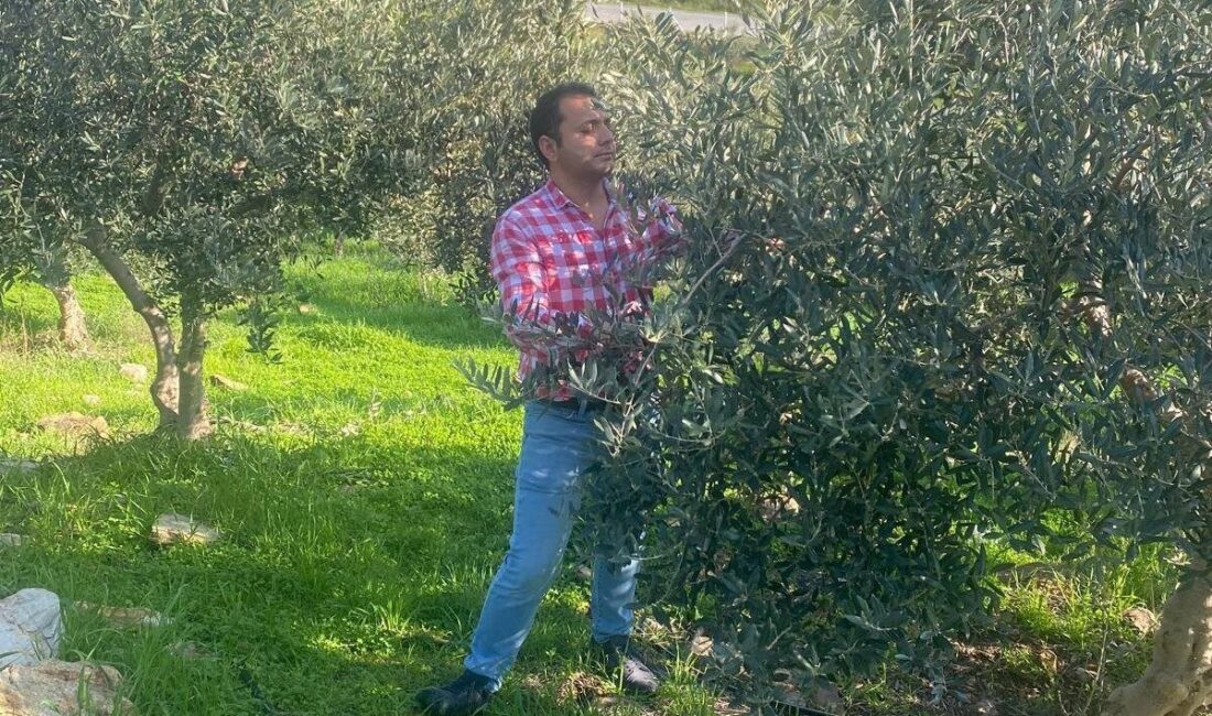 Aydın'ın Söke ilçesindeki tarım ekipleri, zeytin bahçelerinde hastalık ve zararlı